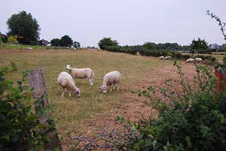 Moutons à Soumagne
